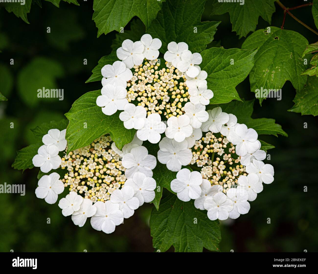 Cranberry viburnum (Viburnum trilobum) flower clusters, called corymbs. In each corymb, dozens of small fertile flowers are surrounded by bright white Stock Photo