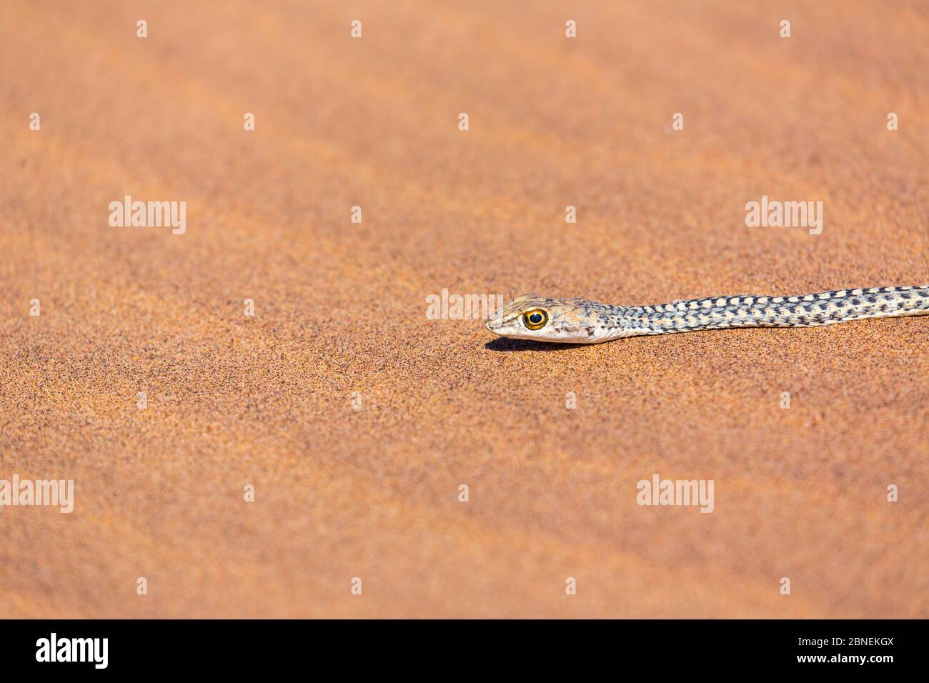 Swakopmund dunes snake hi-res stock photography and images - Alamy