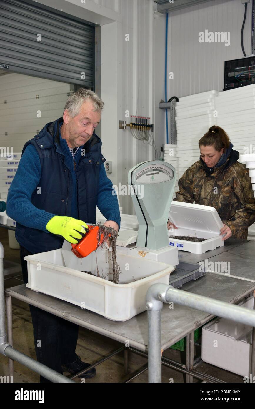 Glass eels, young European eel (Anguilla anguilla) elvers being weighed