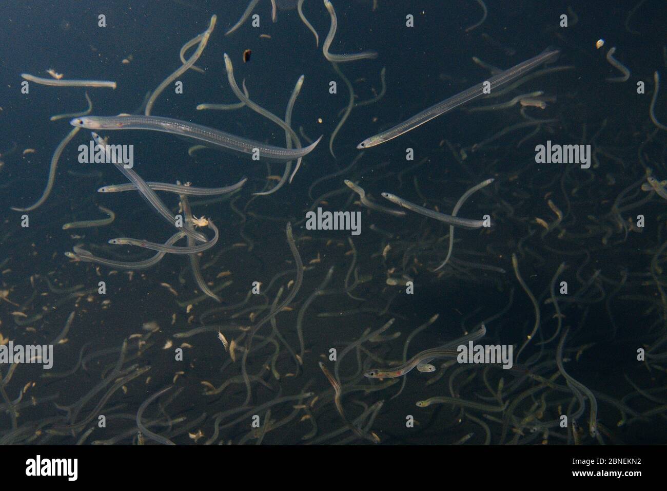 Elvers underwater hires stock photography and images Alamy