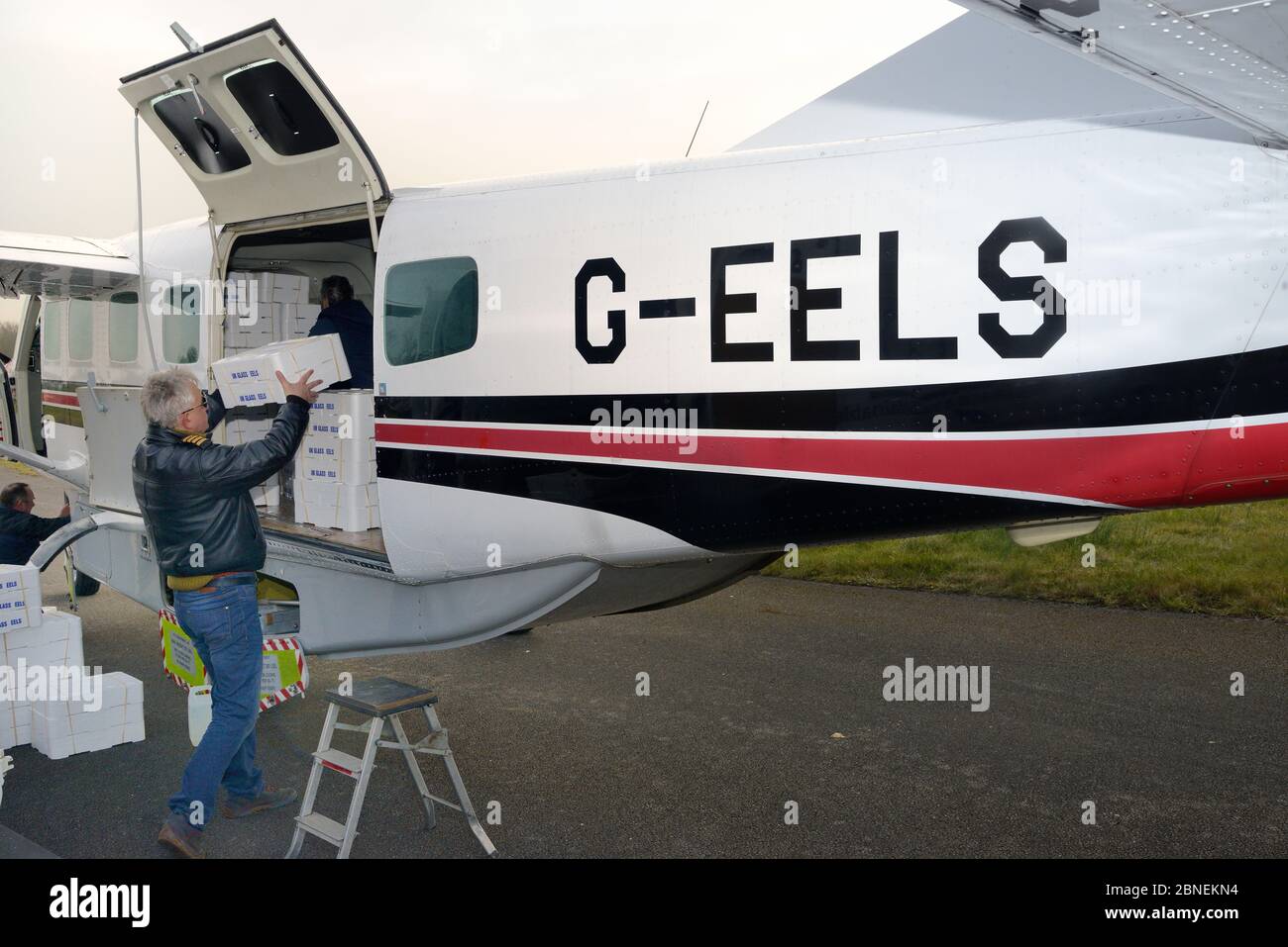 Glass eels, young European eel (Anguilla anguilla) elvers, packaged in