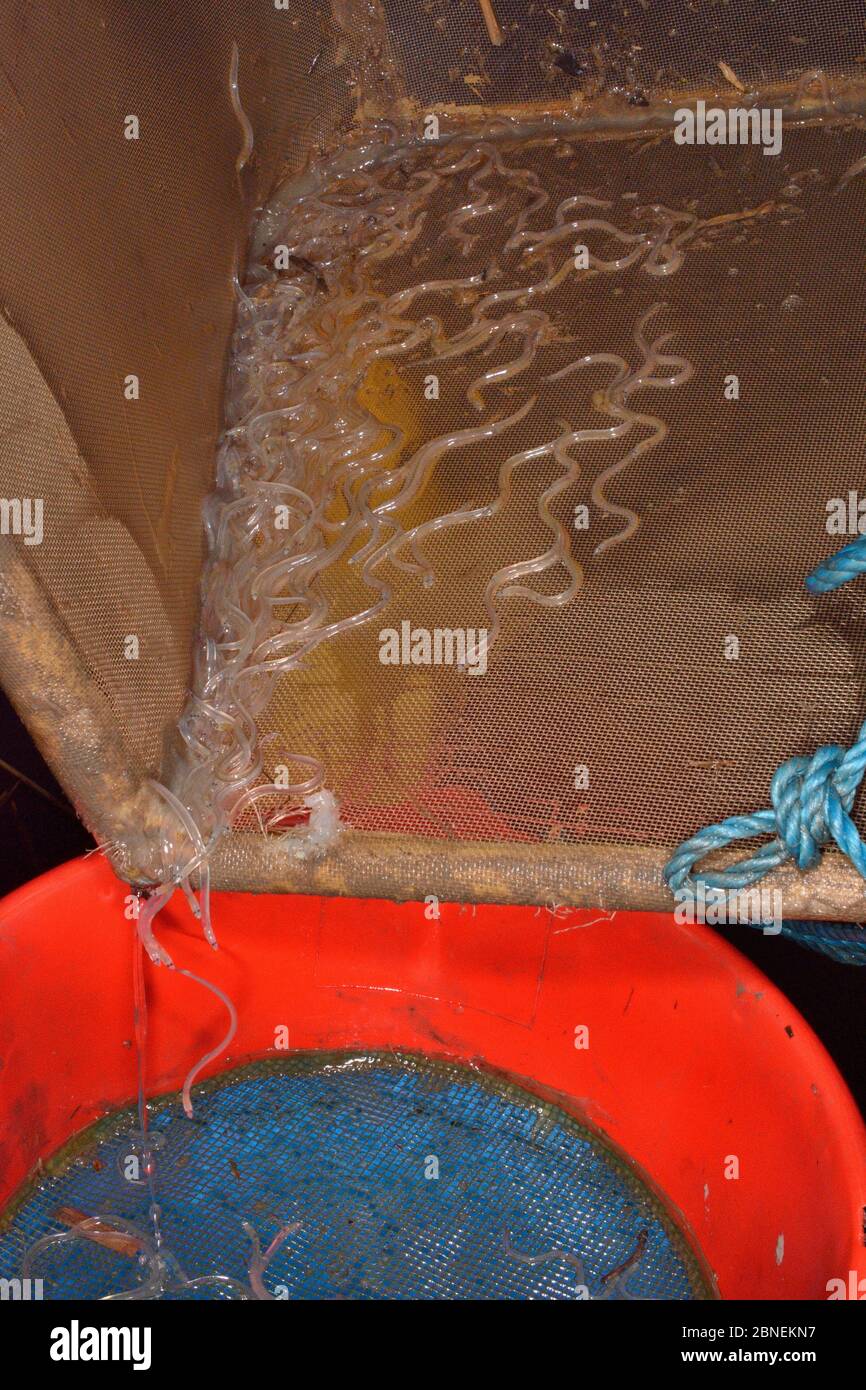 Young European eel (Anguilla anguilla) elvers, or glass eels, being