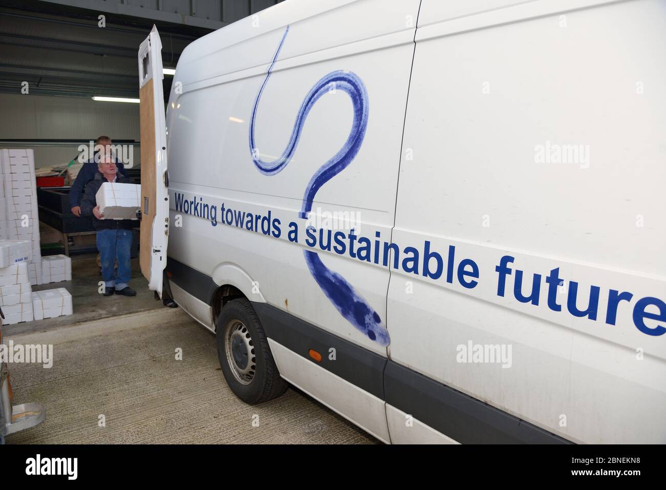 Glass eels, young European eel (Anguilla anguilla) elvers, packaged in