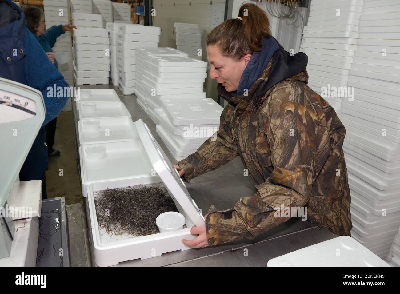 Glass eels, young European eel (Anguilla anguilla) elvers being