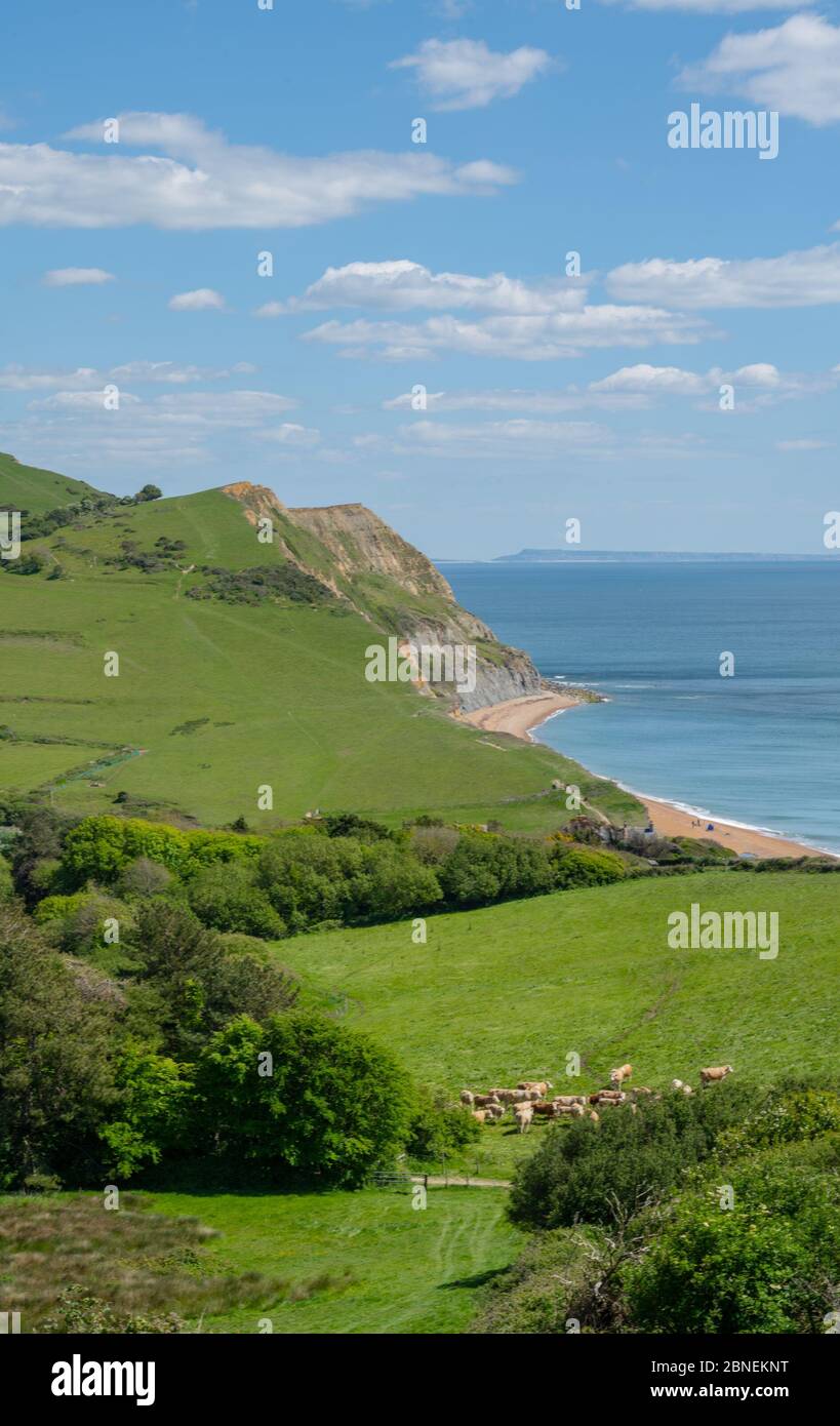 Golden Cap, West Dorset, UK. 14th May 2020. UK Weather: The view along the coast towards Abbotsbury and the Isle of Portland from Golden Cap. Cows and calves graze on Golden Cap on a sunny, but somewhat chilly afternoon. The popular beauty spot is quieter than usual in spite of the Government easing of the coronavirus restrictions which allows greater freedom to travel for exercise. Credit: Celia McMahon/Alamy Live News. Stock Photo