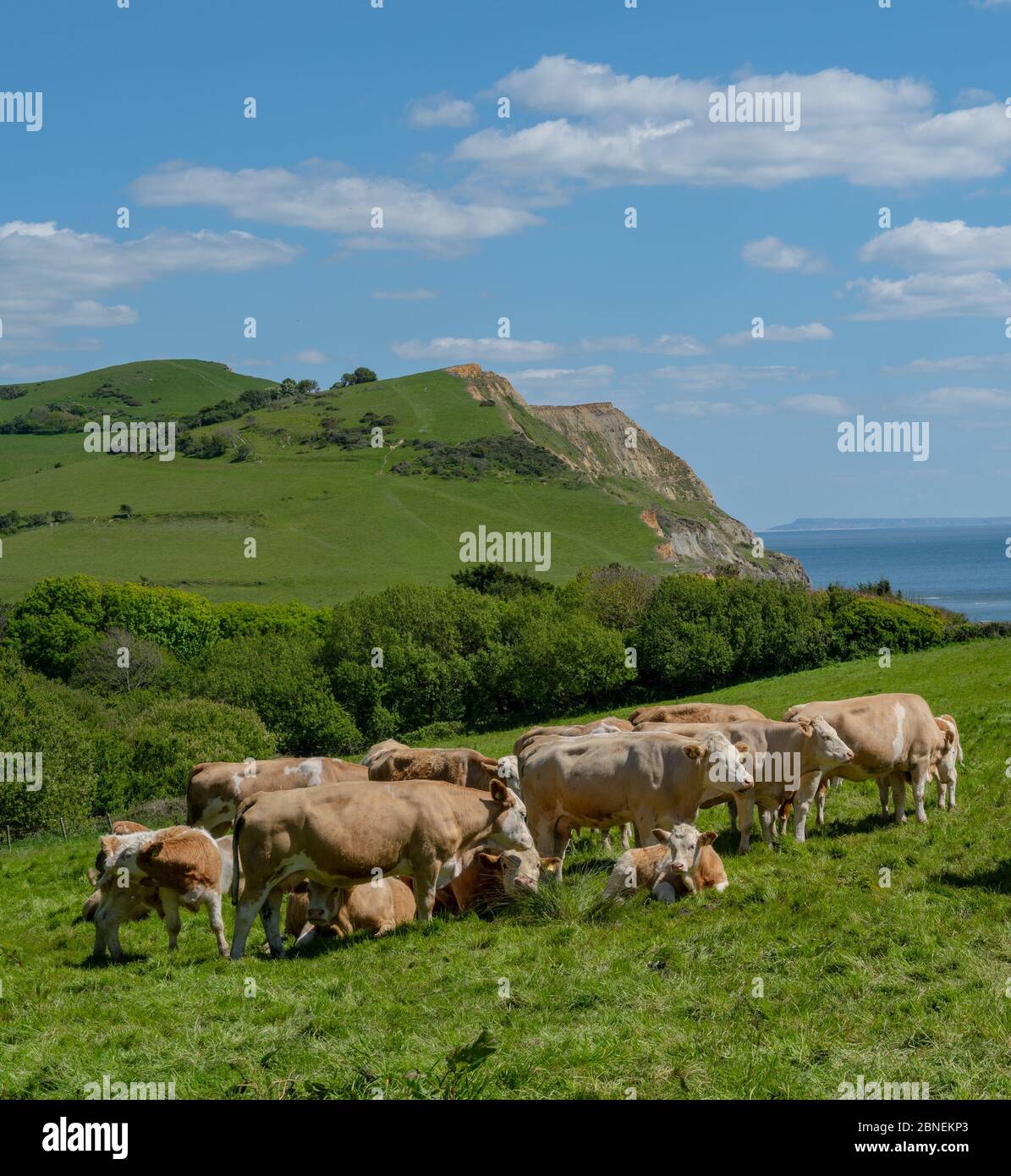 Golden Cap, West Dorset, UK. 14th May 2020. UK Weather: The view along the coast towards Abbotsbury and the Isle of Portland from Golden Cap. Cows and calves graze on Golden Cap on a sunny, but somewhat chilly afternoon. The popular beauty spot is quieter than usual in spite of the Government easing of the coronavirus restrictions which allows greater freedom to travel for exercise. Credit: Celia McMahon/Alamy Live News. Stock Photo