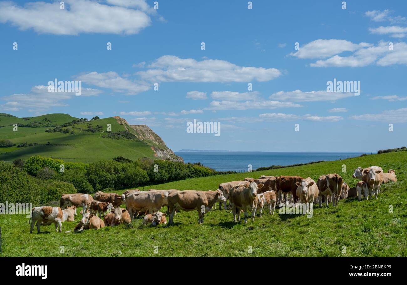Golden Cap, West Dorset, UK. 14th May 2020. UK Weather: The view along the coast towards Abbotsbury and the Isle of Portland from Golden Cap. Cows and calves graze on Golden Cap on a sunny, but somewhat chilly afternoon. The popular beauty spot is quieter than usual in spite of the Government easing of the coronavirus restrictions which allows greater freedom to travel for exercise. Credit: Celia McMahon/Alamy Live News. Stock Photo