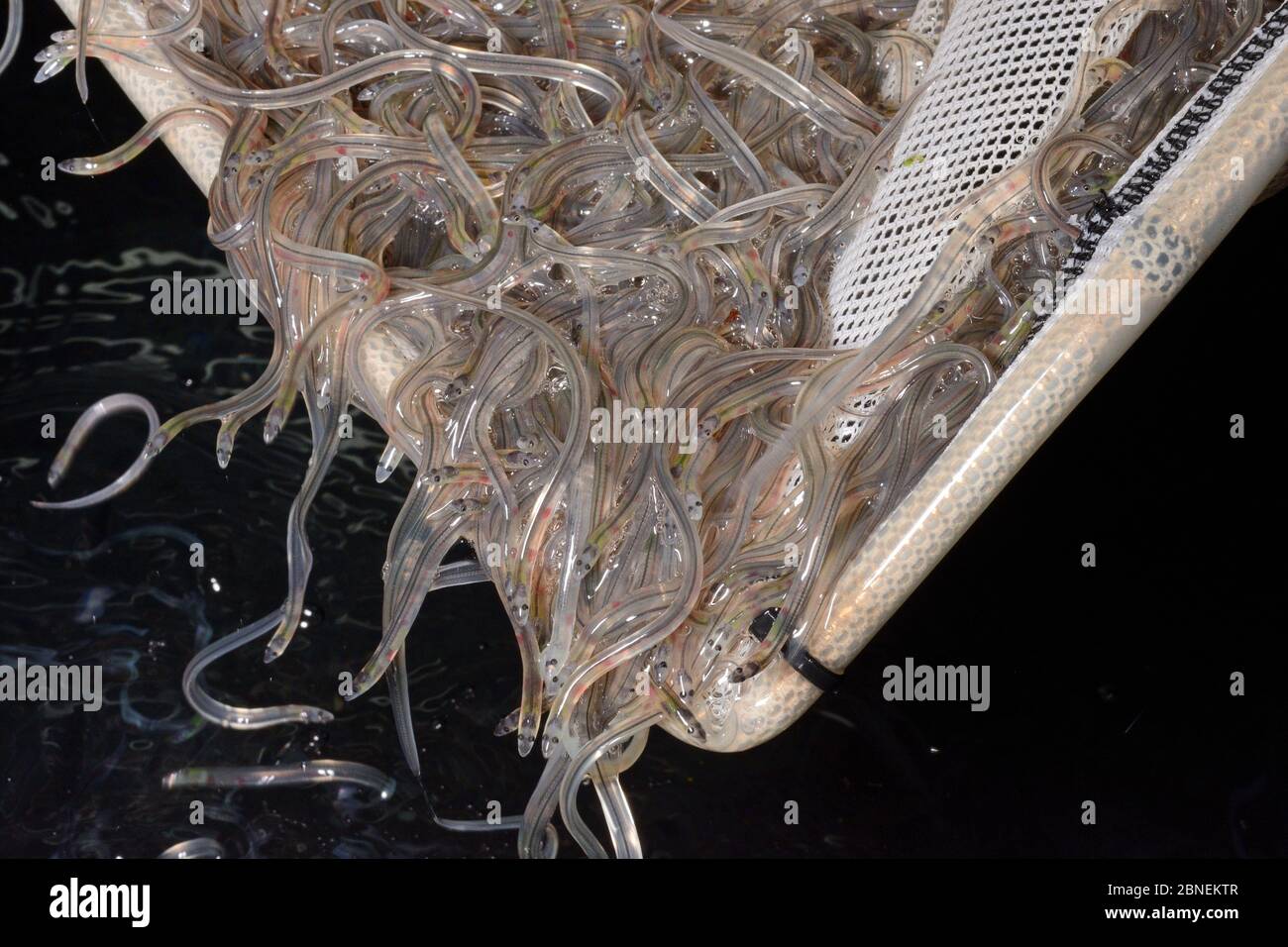 Young European eel (Anguilla anguilla) elvers, or glass eels, caught