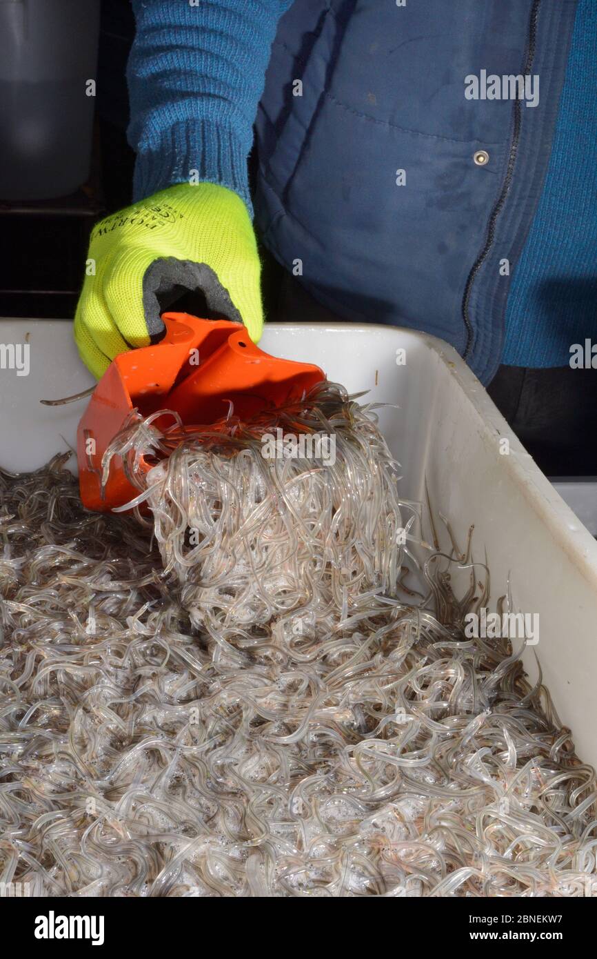 Glass eels, young European eel (Anguilla anguilla) elvers being scooped