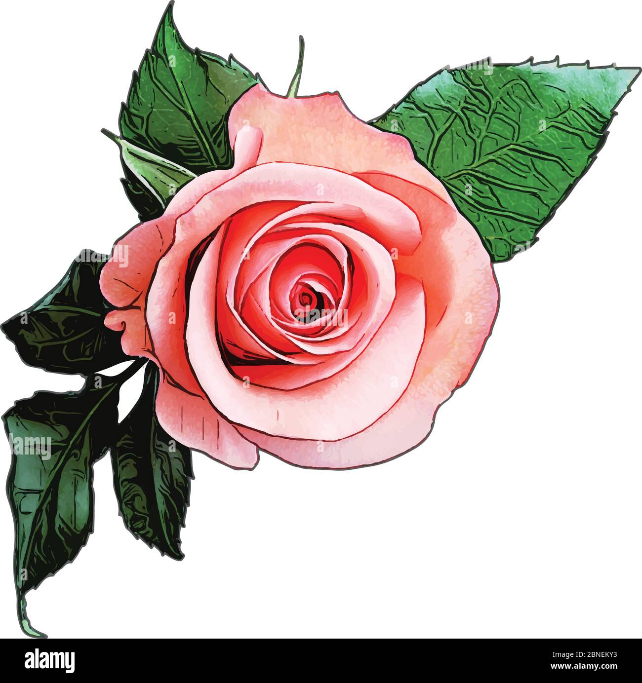 Rose Vector Illustration
 Rose Vector Illustration Stock Vector Image & Art Alamy