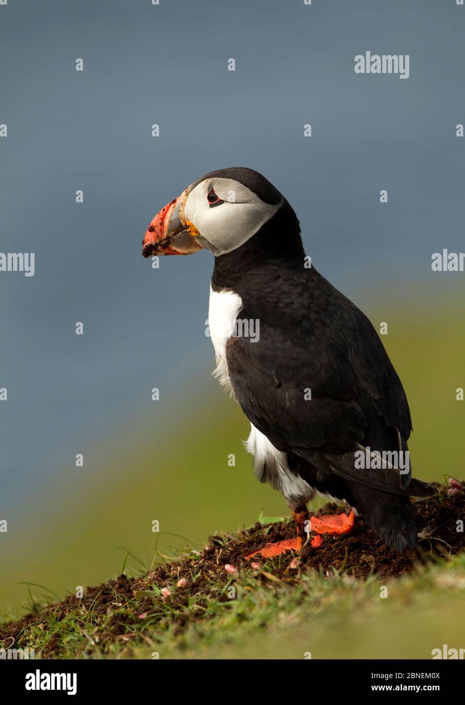 Atlantic Puffin (Fratercula arctica) covered in mud after digging its nesting chamber, Fair Isle, Scotland, UK, May Stock Photo