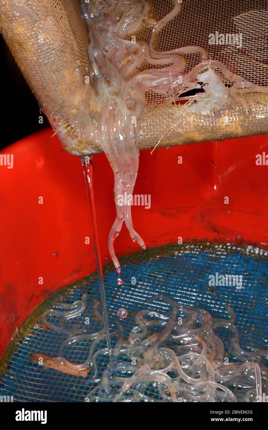 Young European eel (Anguilla anguilla) elvers, or glass eels, being