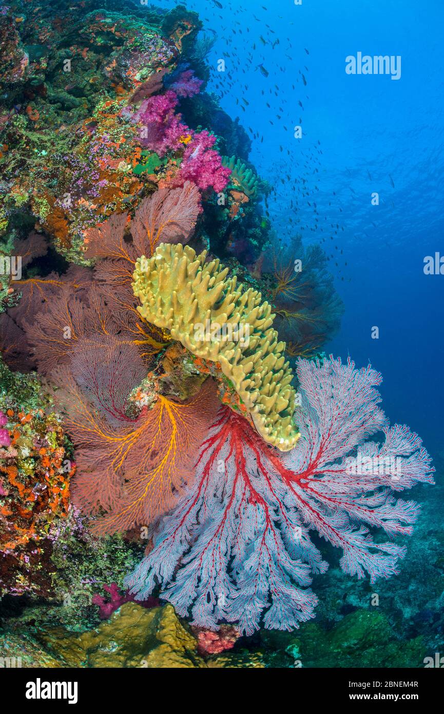 Seafans (Melithaea sp.) and soft corals (Sarcophyton sp.) make up a colourful coral reef scene. Vatu-i-Ra Passage,  Ra Province, Viti Levu, Fiji. Blig Stock Photo