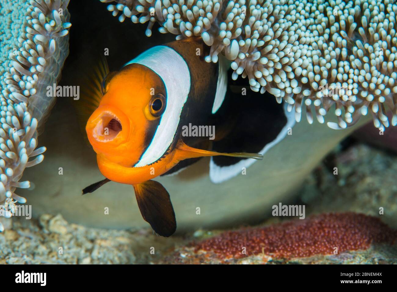 Saddleback anemonefish (Amphiprion polymnus) female barks as she guards her clutch of eggs, laid beneath her host anemone. Anilao, Batangas, Luzon, Ph Stock Photo