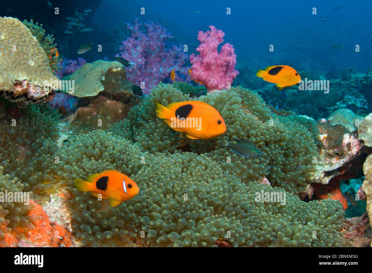 Andaman anemone fishes (Amphiprion ephippium) hovering above a sea anemone on a coral reef in Thailand.  Richelieu Rock, Andaman Sea, Indian Ocean. Stock Photo