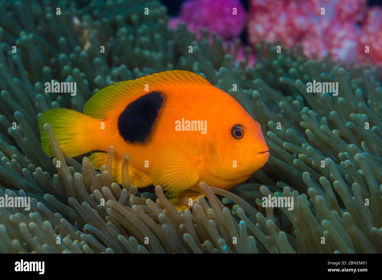 Red saddleback anemonefish (Amphiprion ephippium) in its host anemone, with soft corals behind. This species of anemonefish is endemic to the Andaman Stock Photo