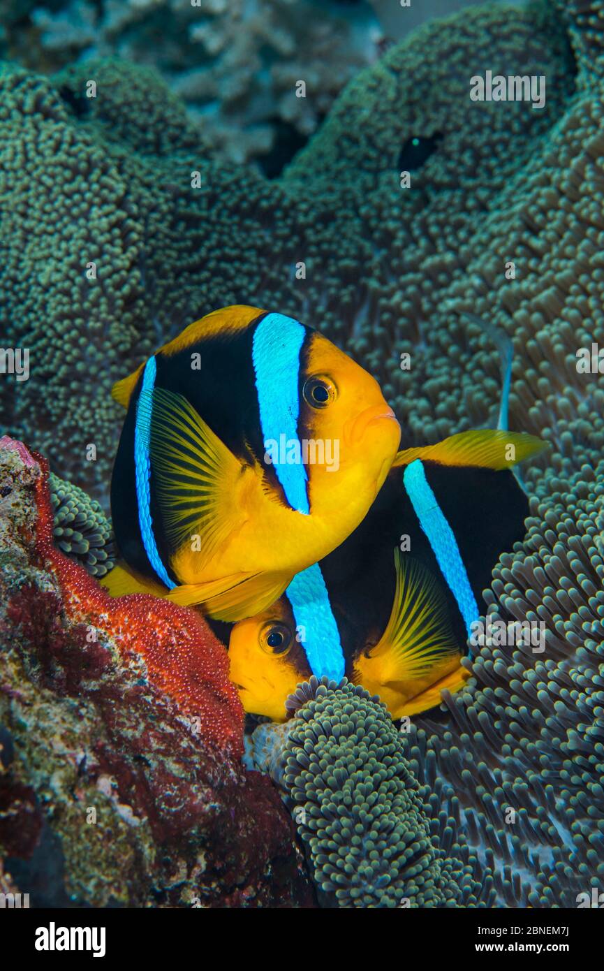 Orange-finned anemonefish (Amphiprion chrysopterus) pair spawning. The female (above) is laying red eggs on a rock next to the host anemone, while the Stock Photo