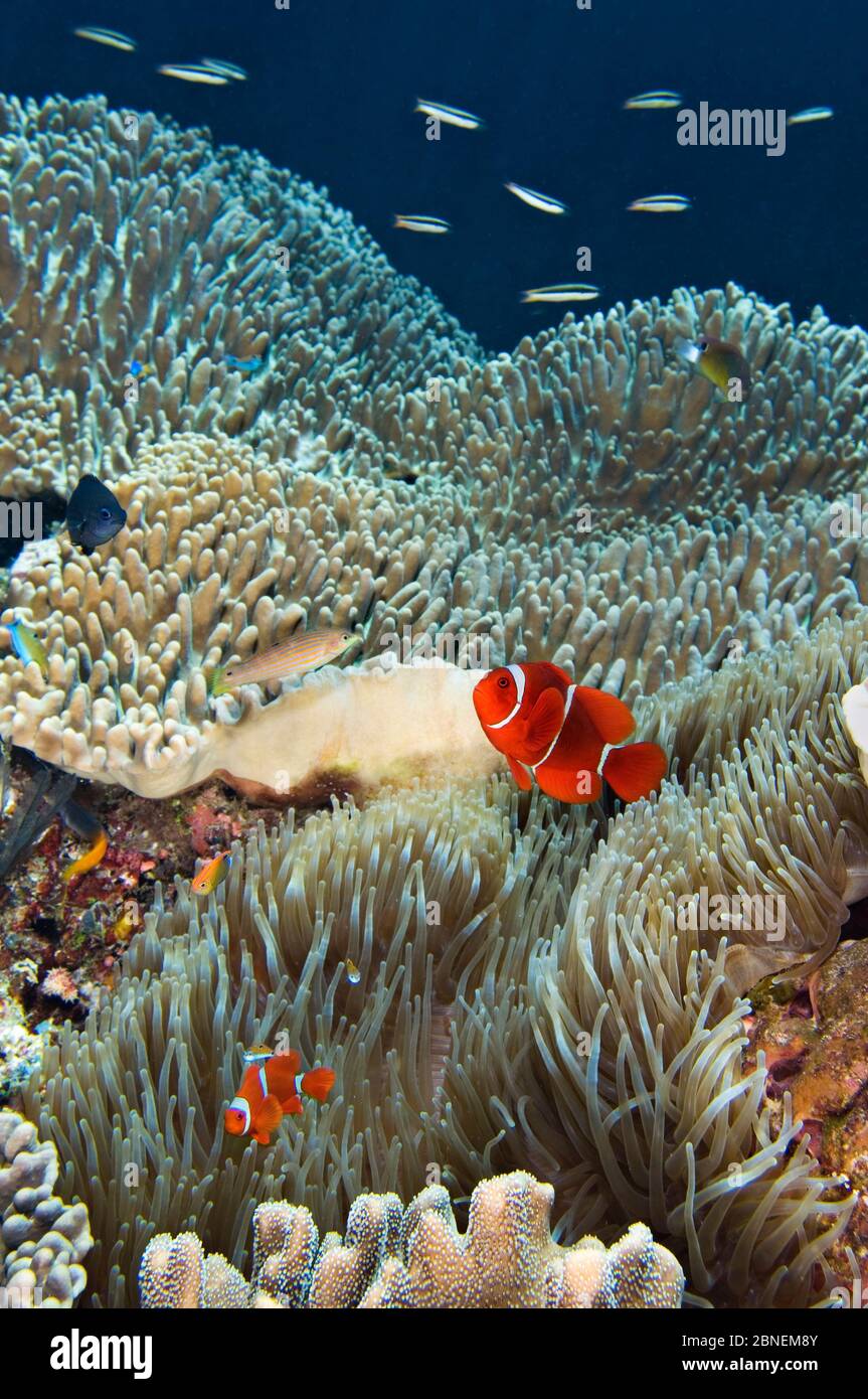 Spinecheek anemonefish (Premnas biaculeatus) pair in their host anemone on a coral reef. The larger fish is the female. Fiabacet Island, Misool, Raja Stock Photo