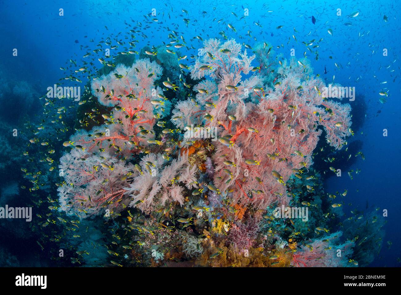 Coral demoiselle (Neopomacentrus violascens) shoal throng around a colourful seafan (Melithaea sp.) on a coral reef. Two Tree Rock, Balbulol, Misool, Stock Photo