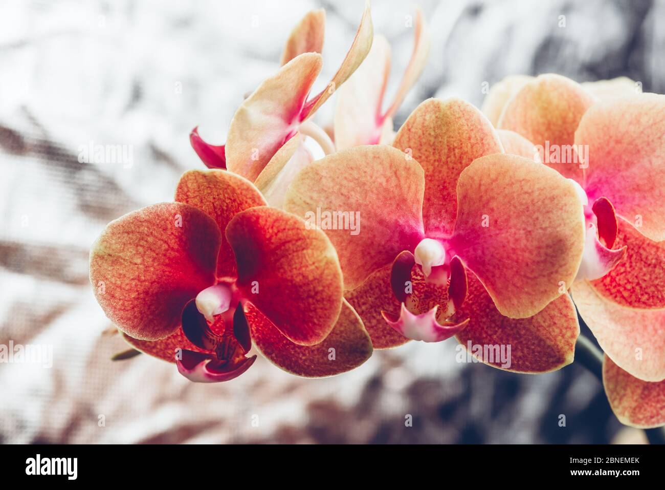 Orange Phalaenopsis Orchid Plant Stock Photo - Alamy