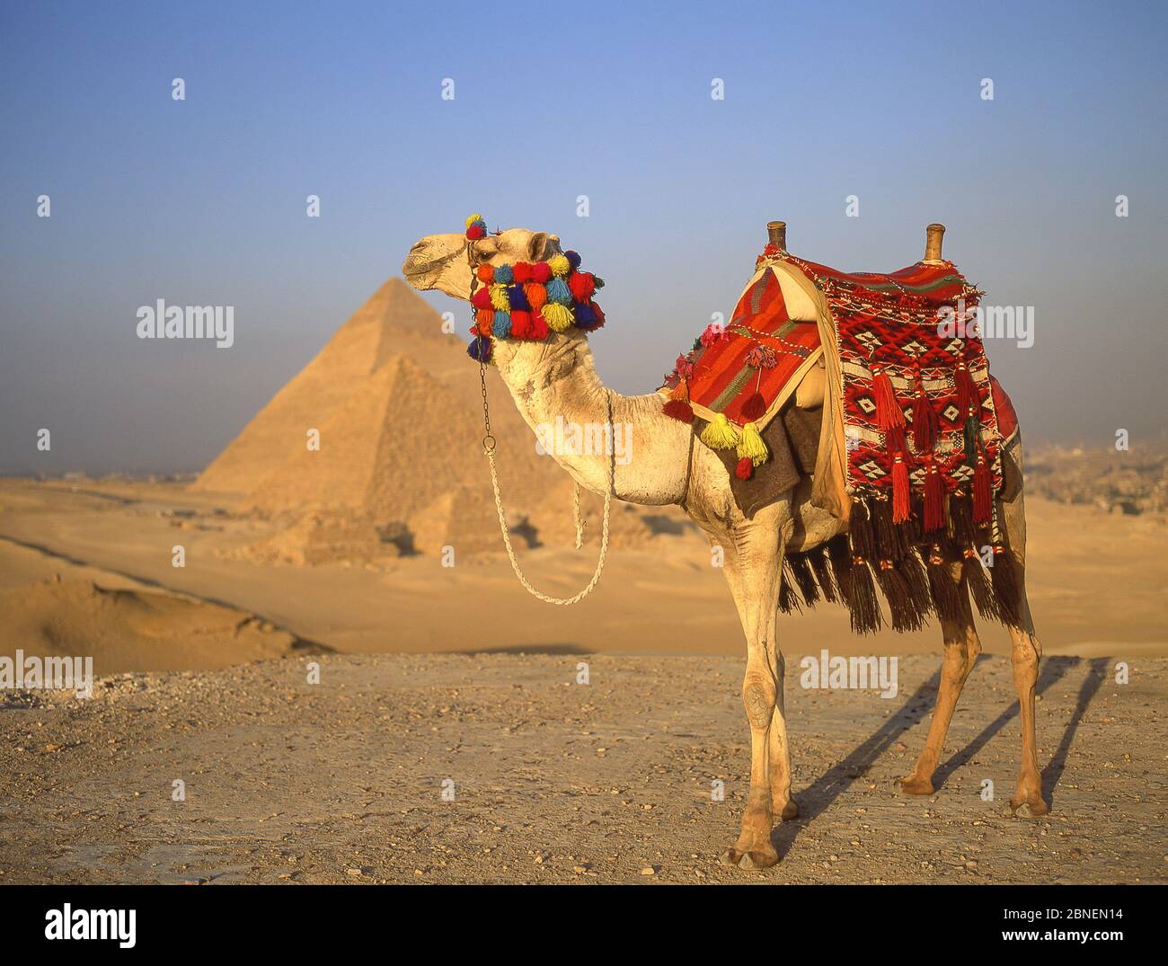Camel decorated with tassels and decorated saddle, The Great Pyramids of Giza, Giza, Giza Governate, Republic of Egypt Stock Photo