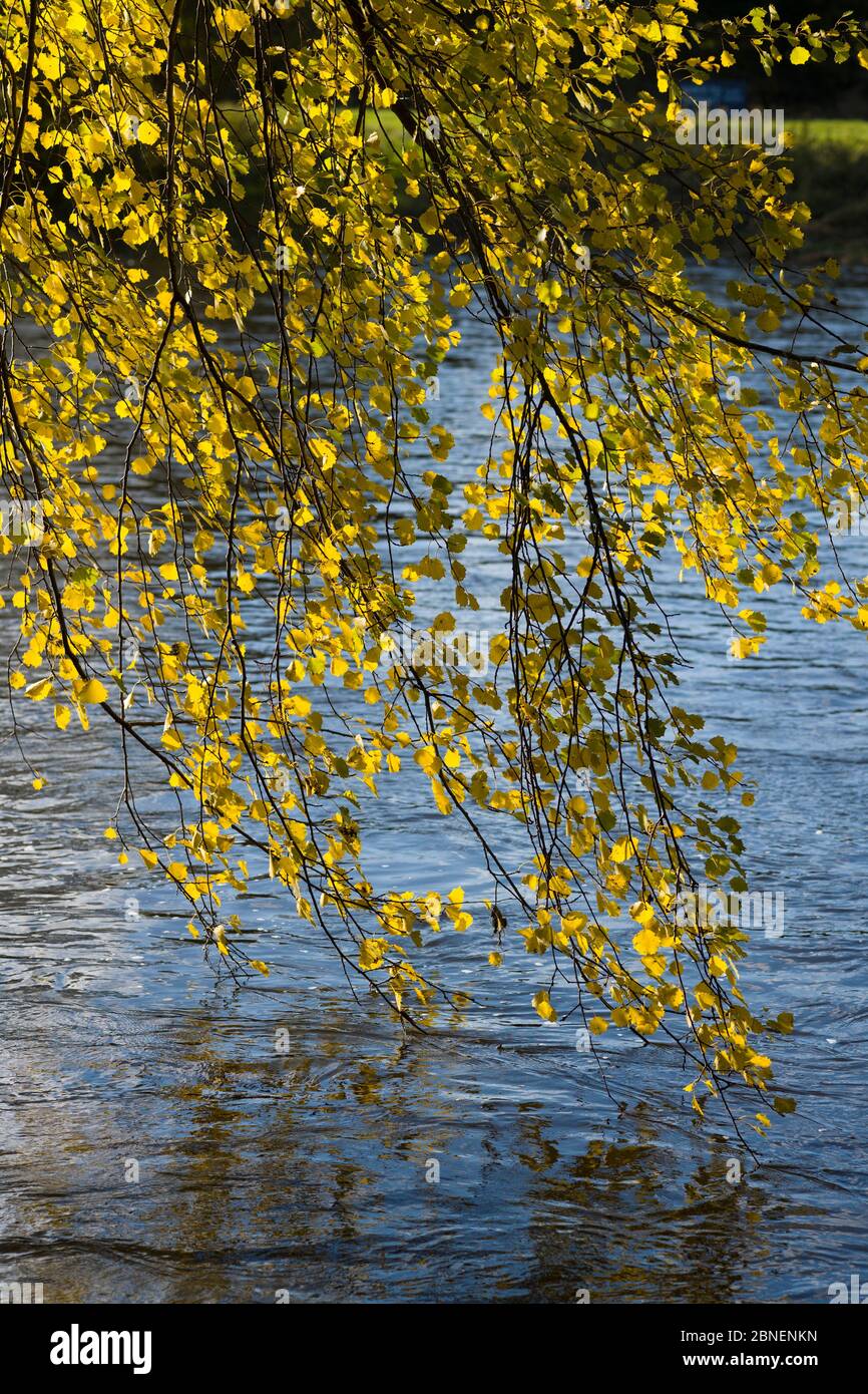 Sunlight through golden leaves of Silver birch tree - Betula pendula - dangling into the River Wye in Herefordshire, England. Stock Photo