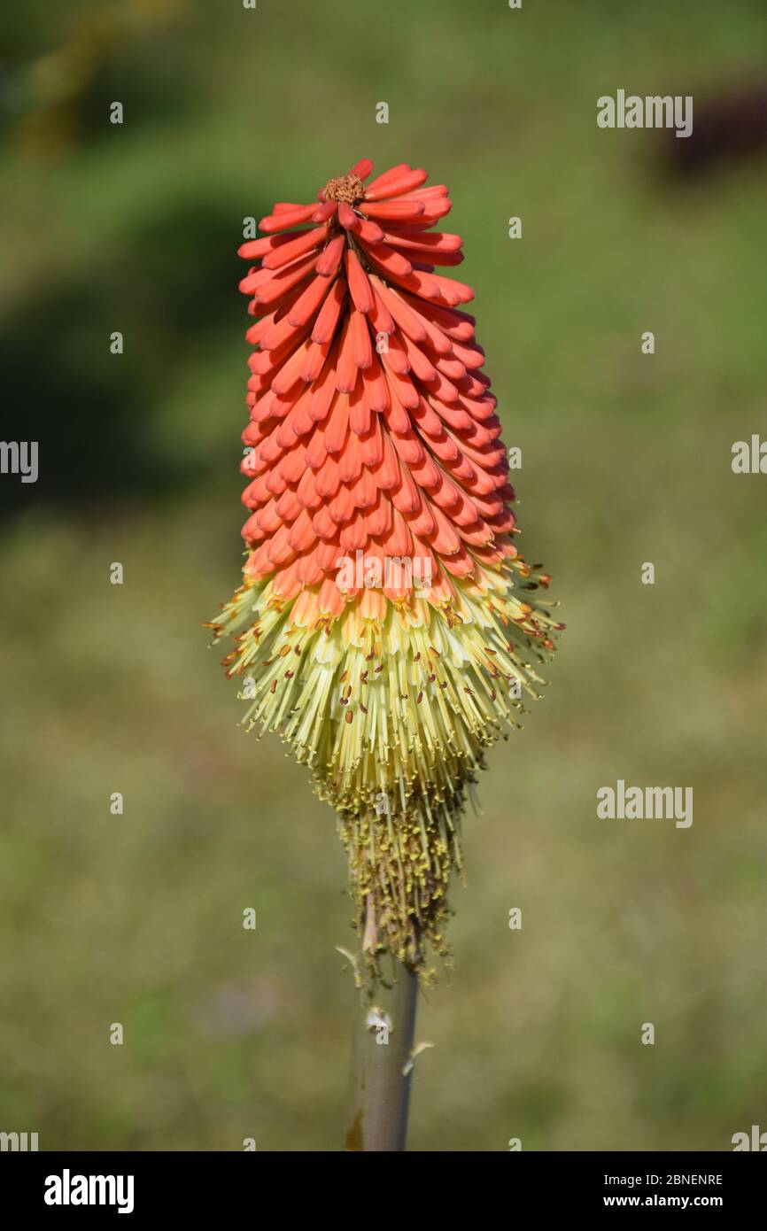 A Red Hot Poker plant in full bloom. Stock Photo