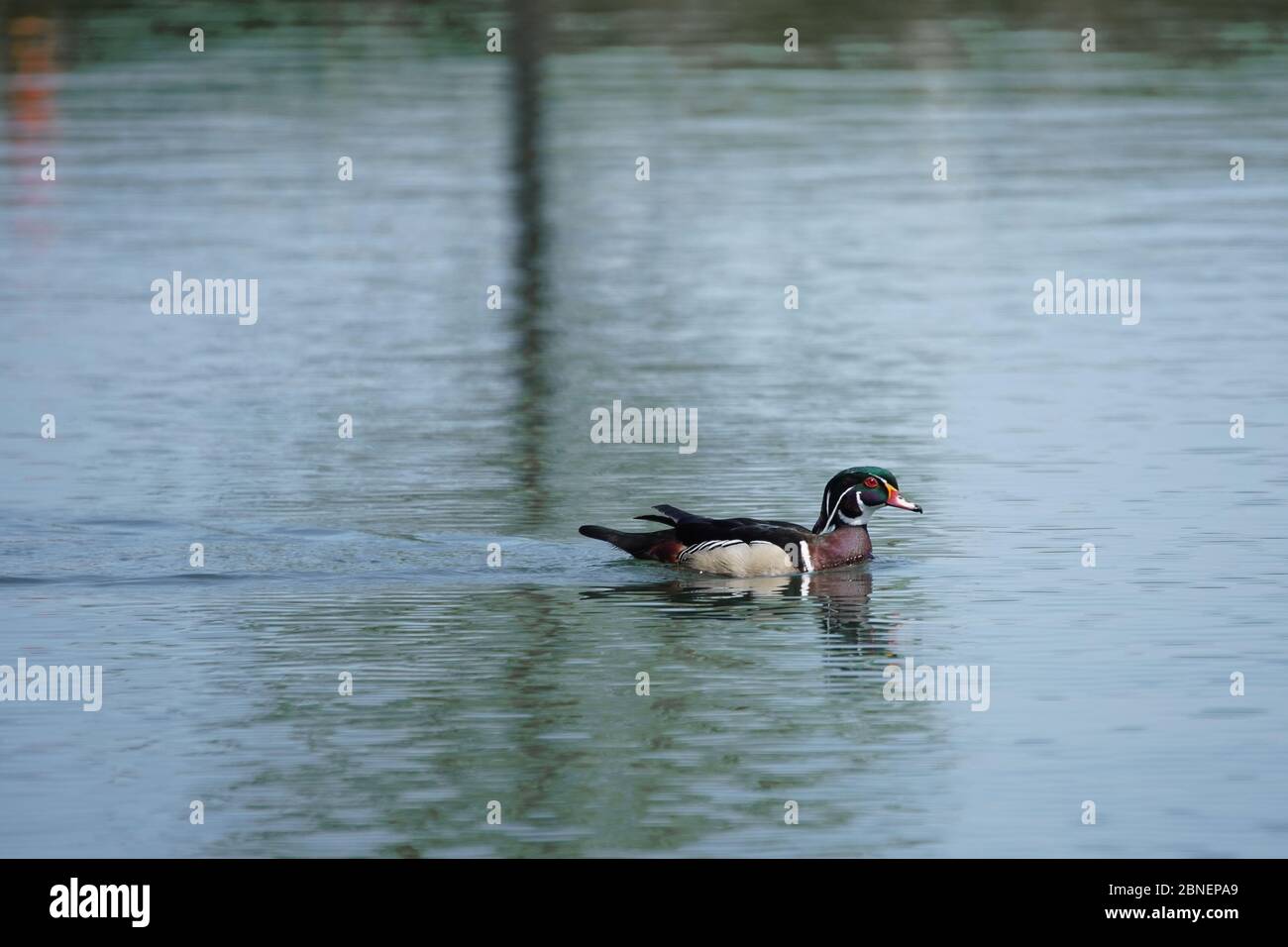 Wood duck swimming on pond Stock Photo