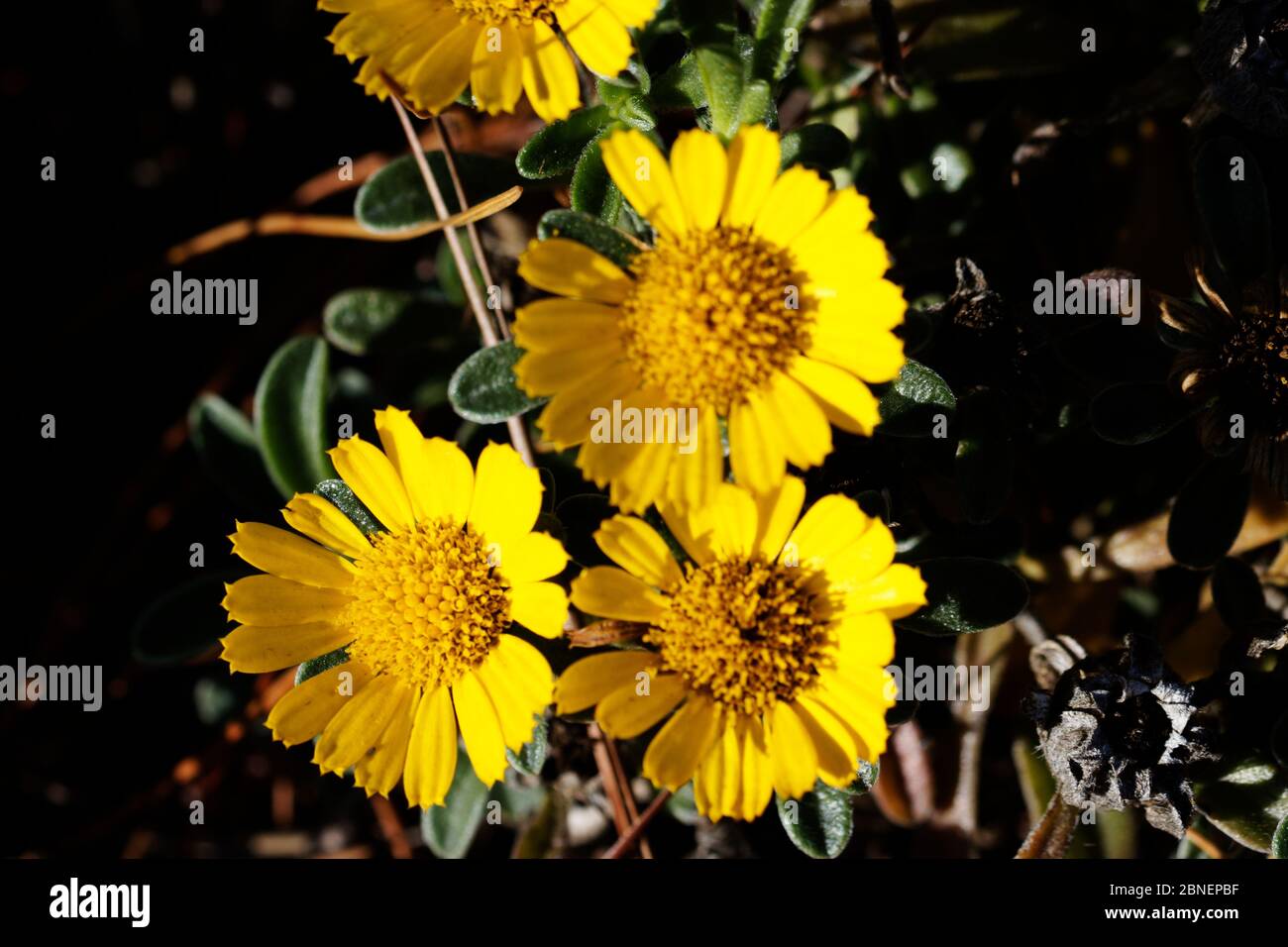 Pallenis maritima (syn. Asteriscus maritimus) is a herbaceous perennial in the family Asteraceae. Stock Photo