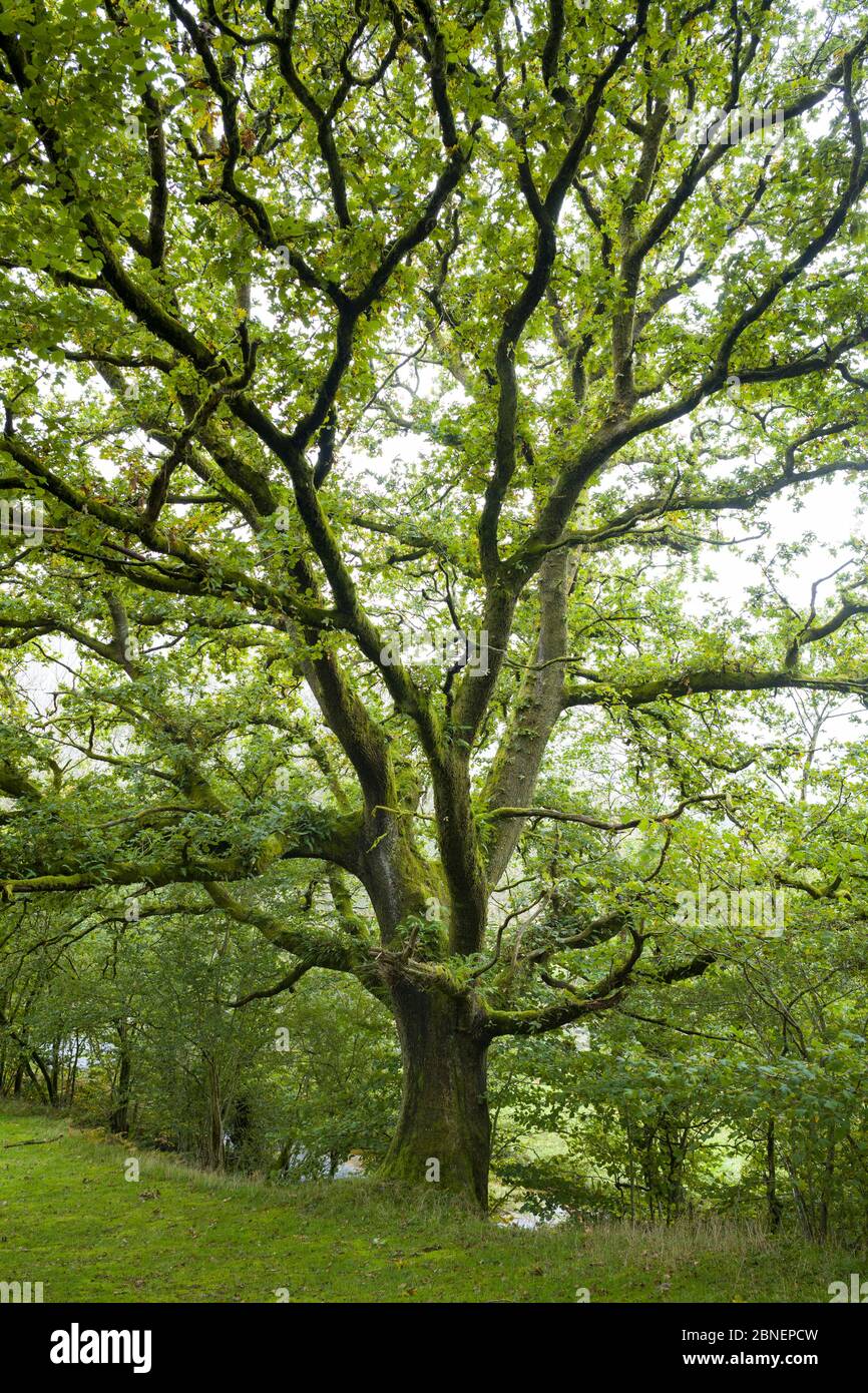 Ancient Oak Tree, Quercus,  in typical Welsh landscape in the Brecon Beacons in Wales, UK Stock Photo