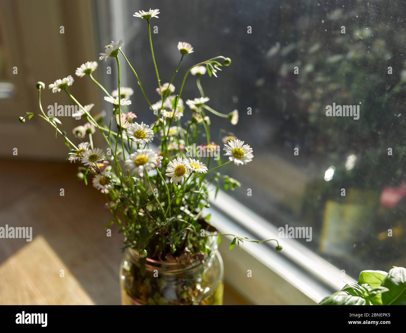 Growing house plants at home during lockdown Stock Photo Alamy