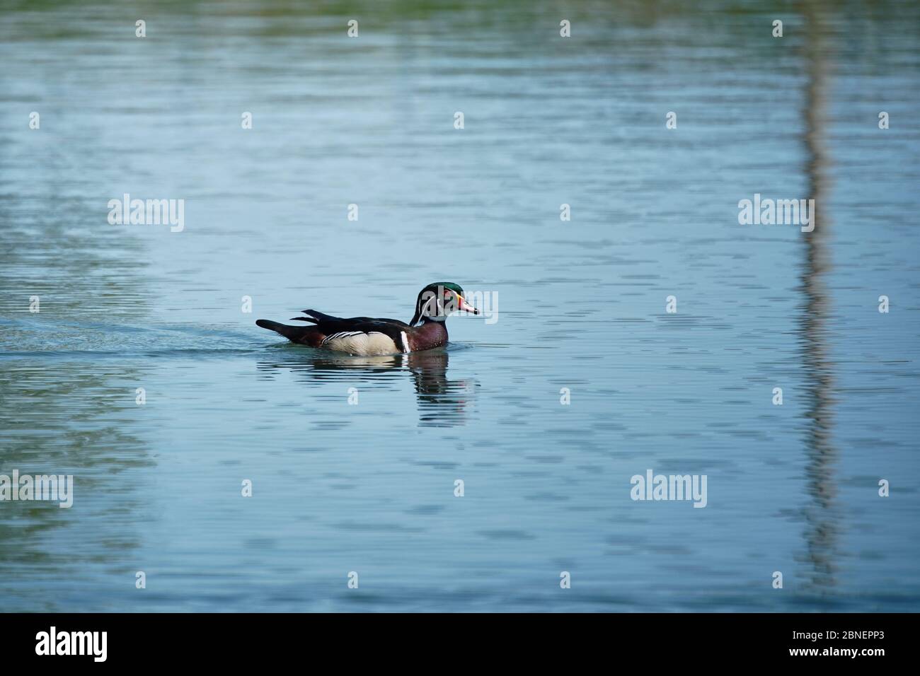 Wood duck swimming on pond Stock Photo