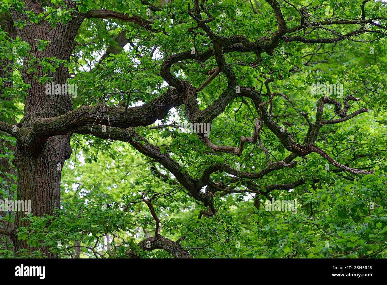 Tree twist hi-res stock photography and images - Alamy
