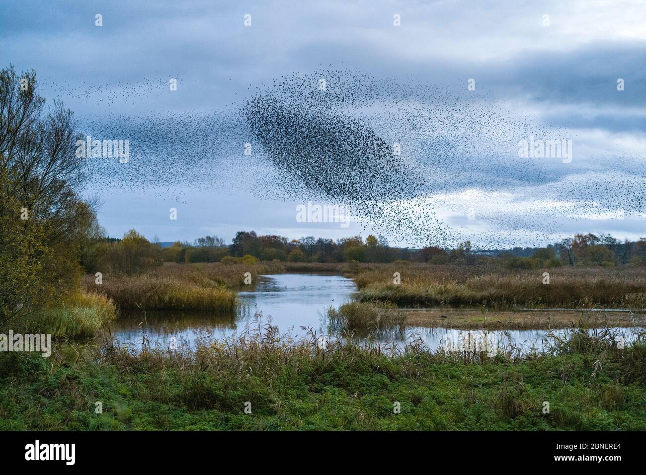 Murmuration of Starlings - Sturnus vulgaris. Thousands of birds form swirling shapes and patterns flocking together before roosting, Avalon Marshes, S Stock Photo