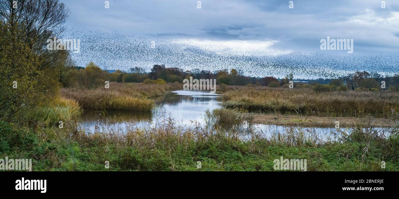 Murmuration of Starlings - Sturnus vulgaris. Thousands of birds form swirling shapes and patterns flocking together before roosting, Avalon Marshes, S Stock Photo