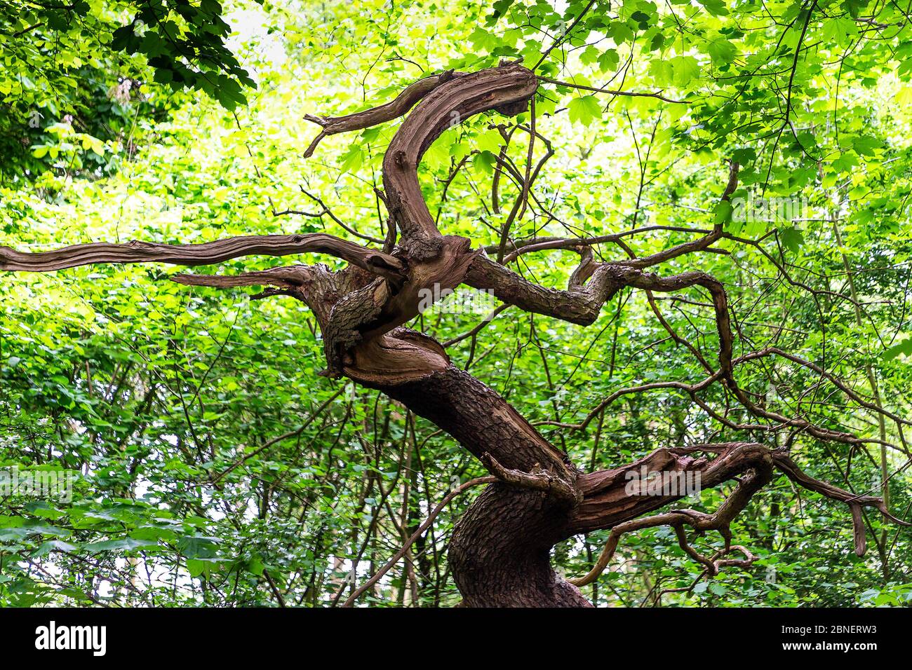 Top section of a mature Oak tree where many branches reach out and twist Stock Photo