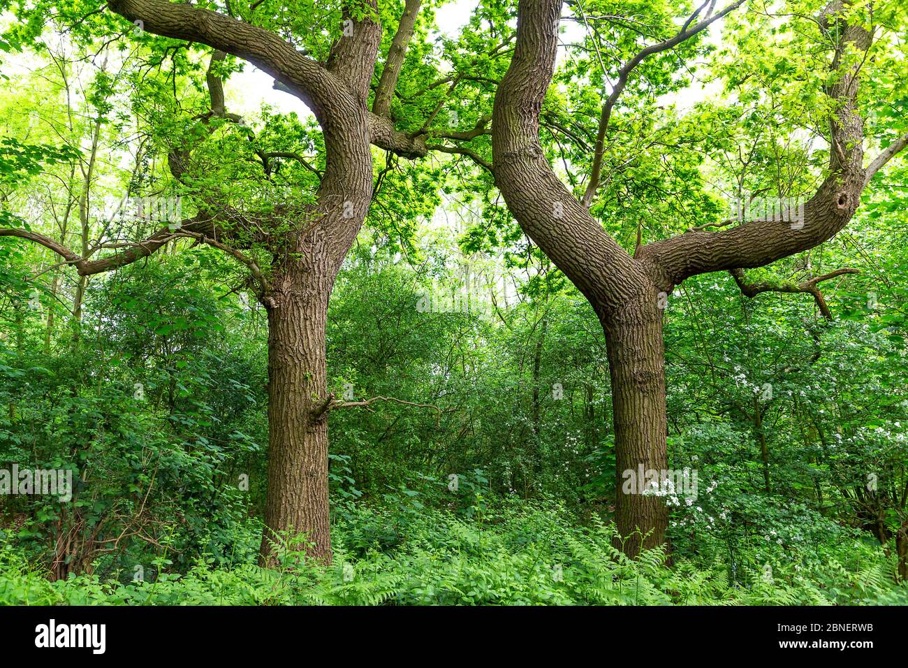 Top section of a mature Oak tree where many branches reach out and twist Stock Photo