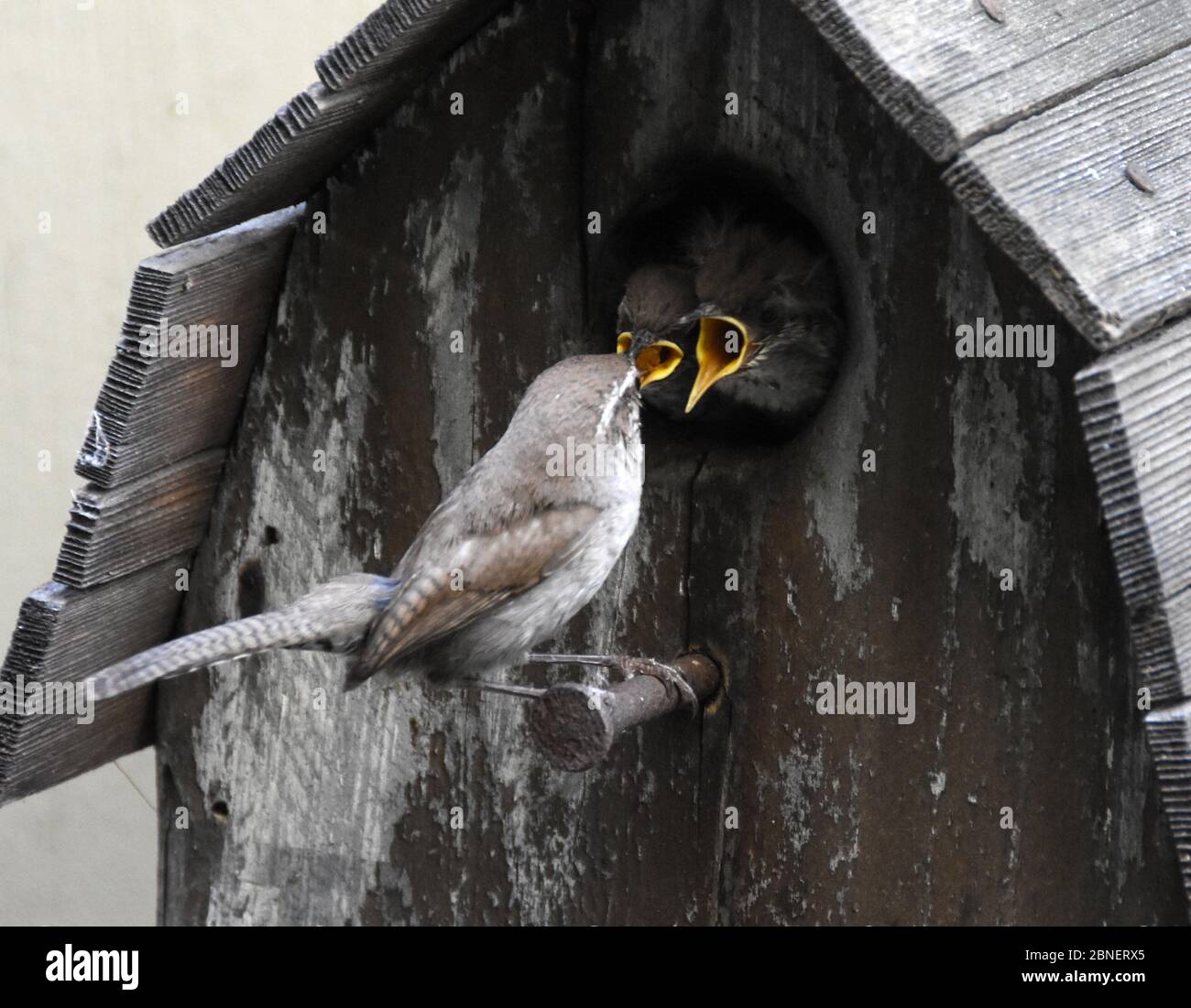Los Angeles, California, USA 14th May 2020 A Bewick's Wren bringing ...