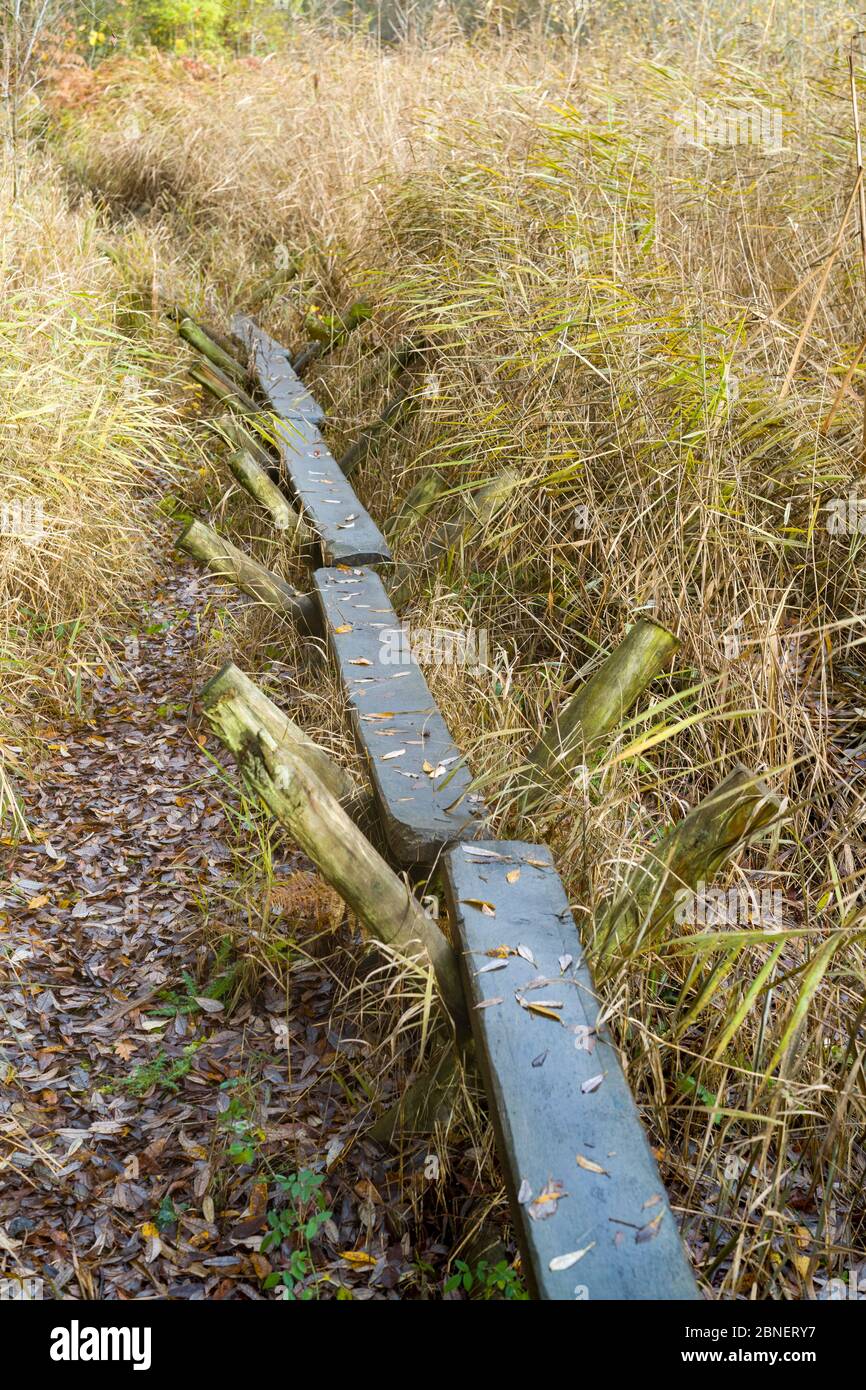 Replica of The Sweet Track - ancient trackway constructed in Neolithic times crossing Avalon Marshes reed swamp with poles driven into peat, Somerset, Stock Photo