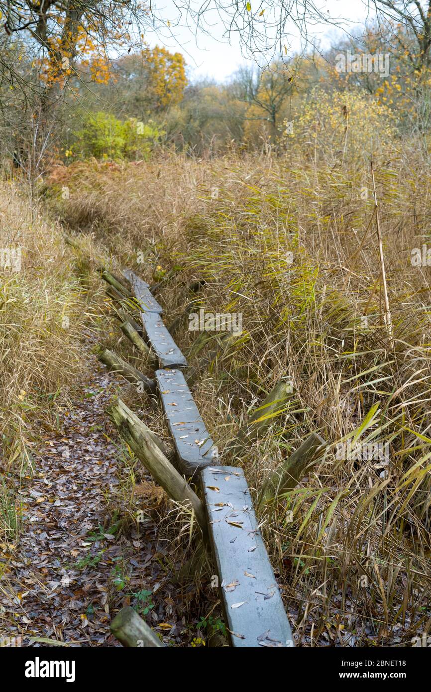 Replica of The Sweet Track - ancient trackway constructed in Neolithic times crossing Avalon Marshes reed swamp with poles driven into peat, Somerset, Stock Photo