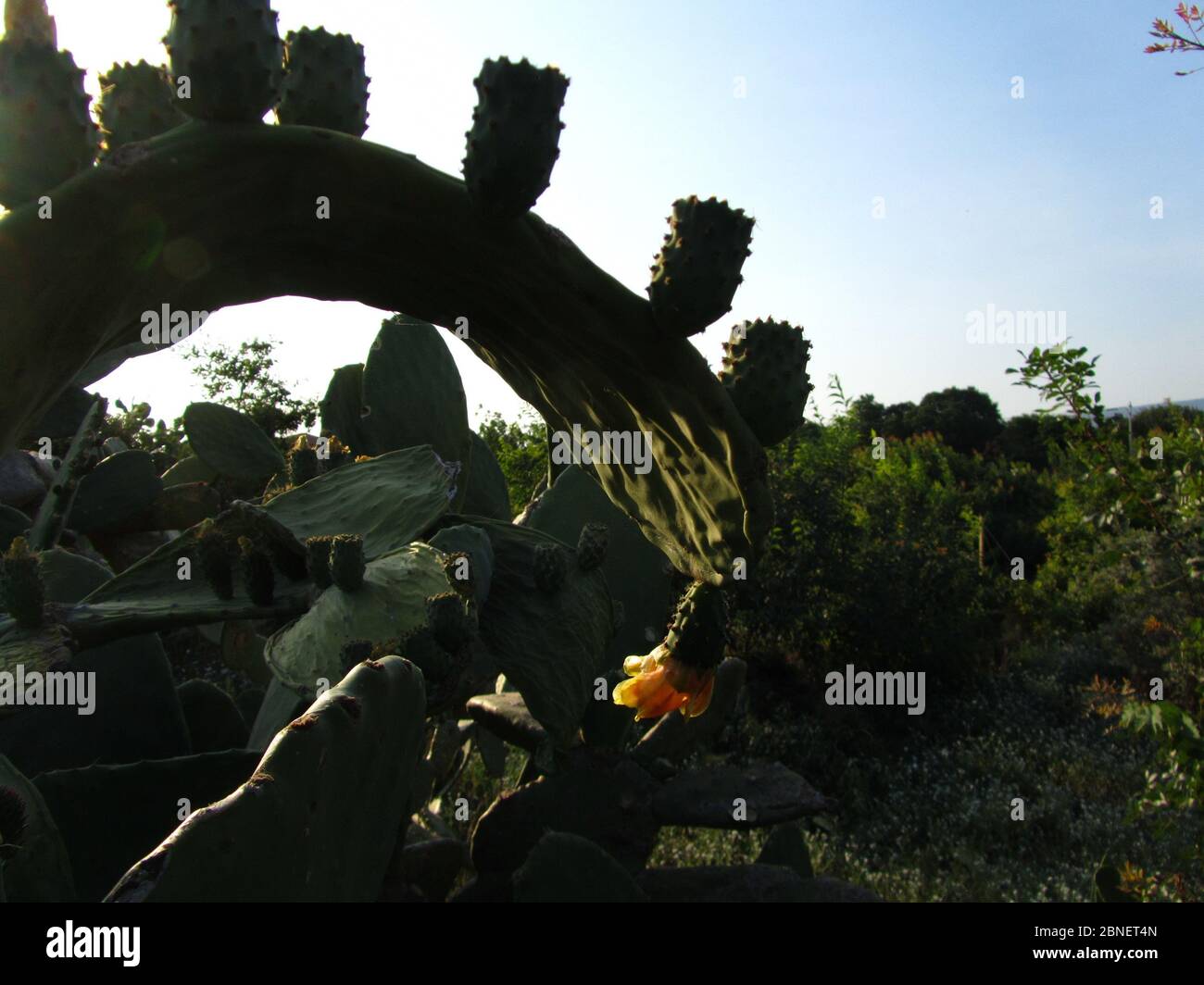 Beautiful closeup curved prickly pear pad with fruit and flowers Stock ...