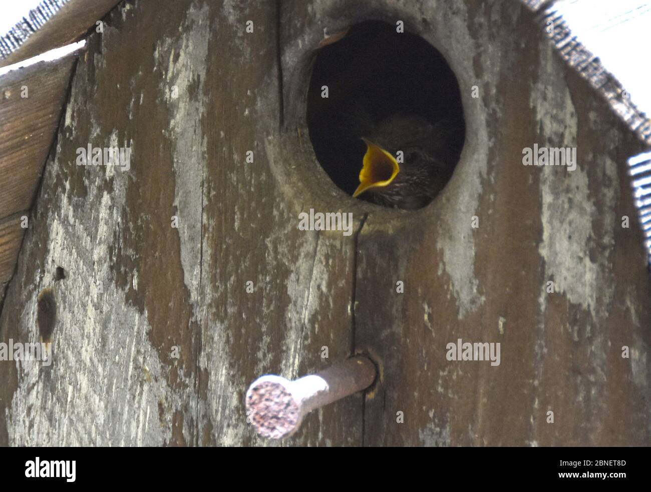 Los Angeles, California, USA 14th May 2020 A Bewick's Wrens in