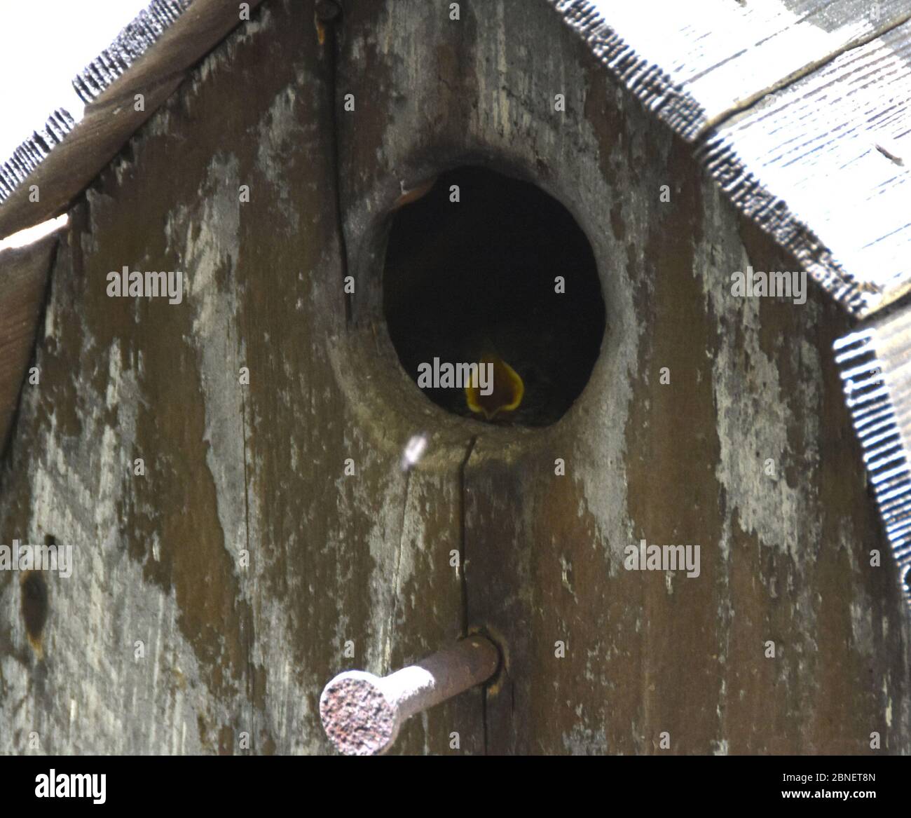 Los Angeles, California, USA 14th May 2020 A Bewick's Wrens in