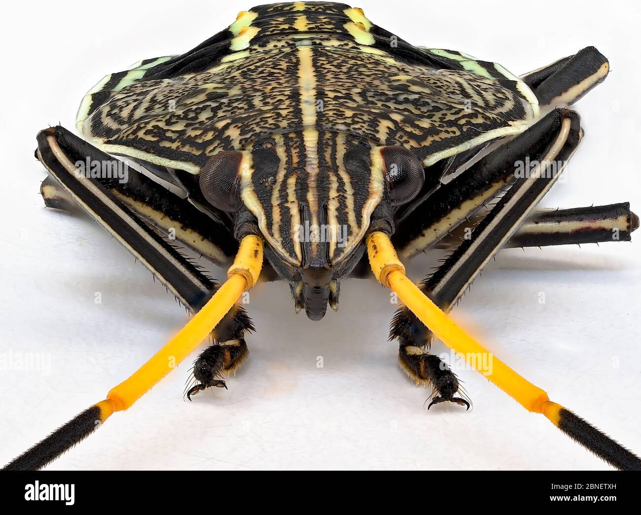 Ultra macro of an Orange Black Stink Bug isolated on a white background Stock Photo Alamy