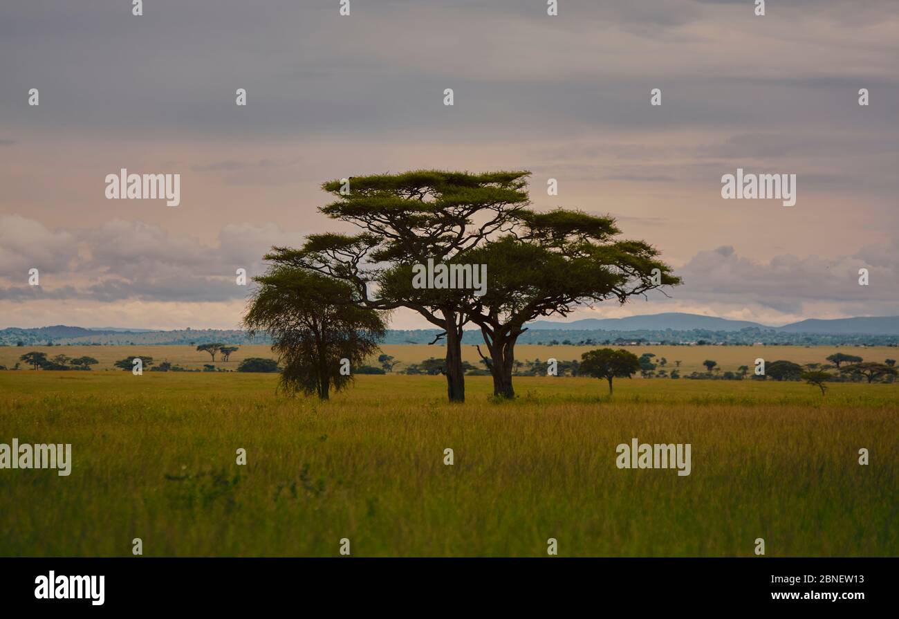 Acacia trees in the green savannah hi-res stock photography and images ...