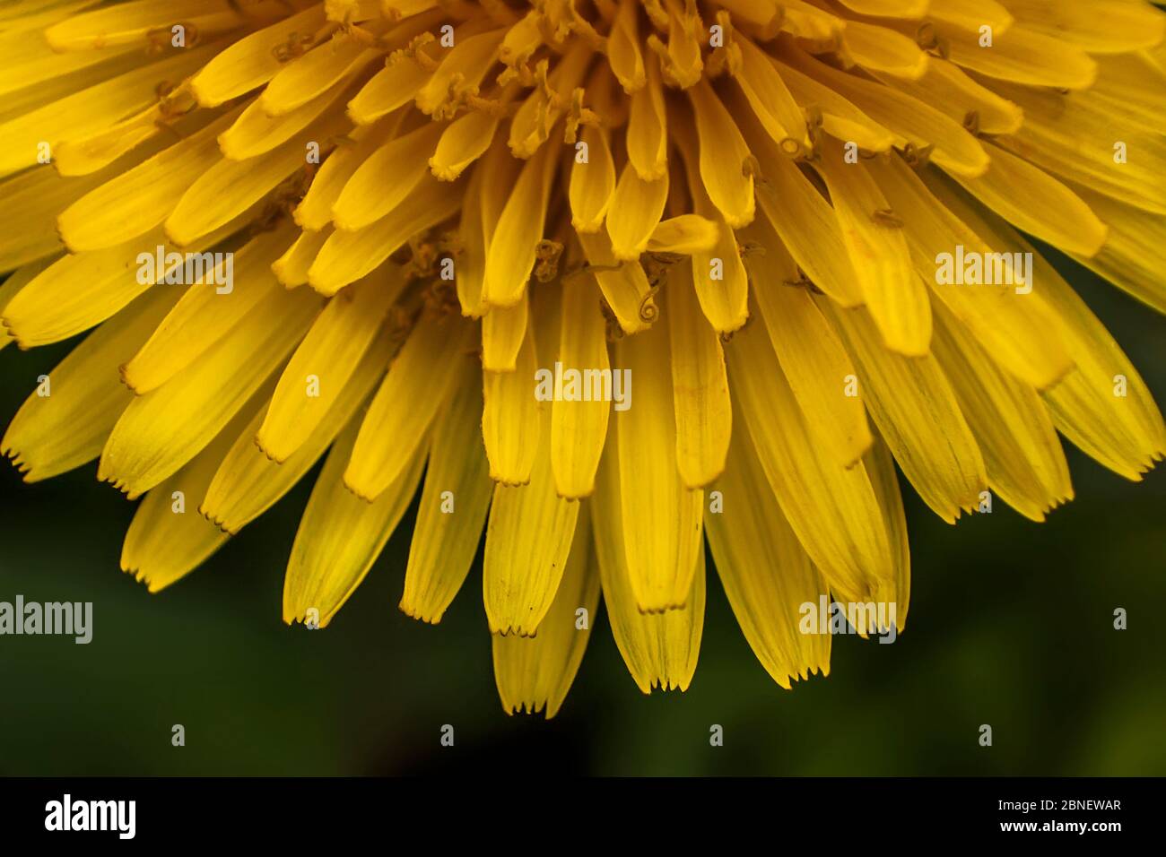 Details of flower petals of Taraxacum. A macro photography to show the details and colors of this flower. Stock Photo