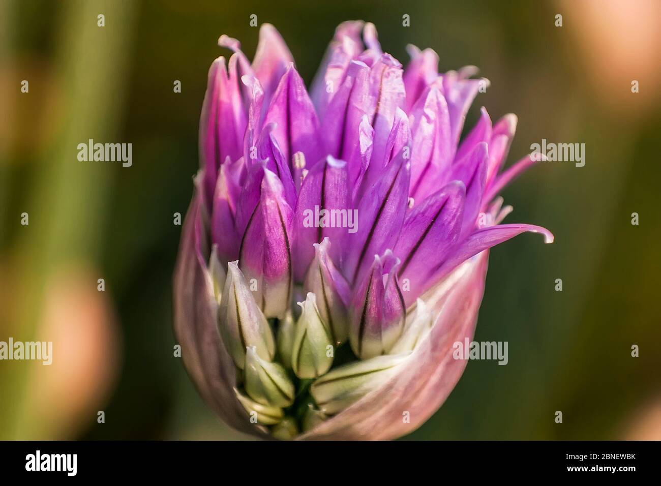 Flower in full bloom phase Grass Plant chives (Allium schoenoprasum). Detail of the petals of this flower with bright colors. Stock Photo
