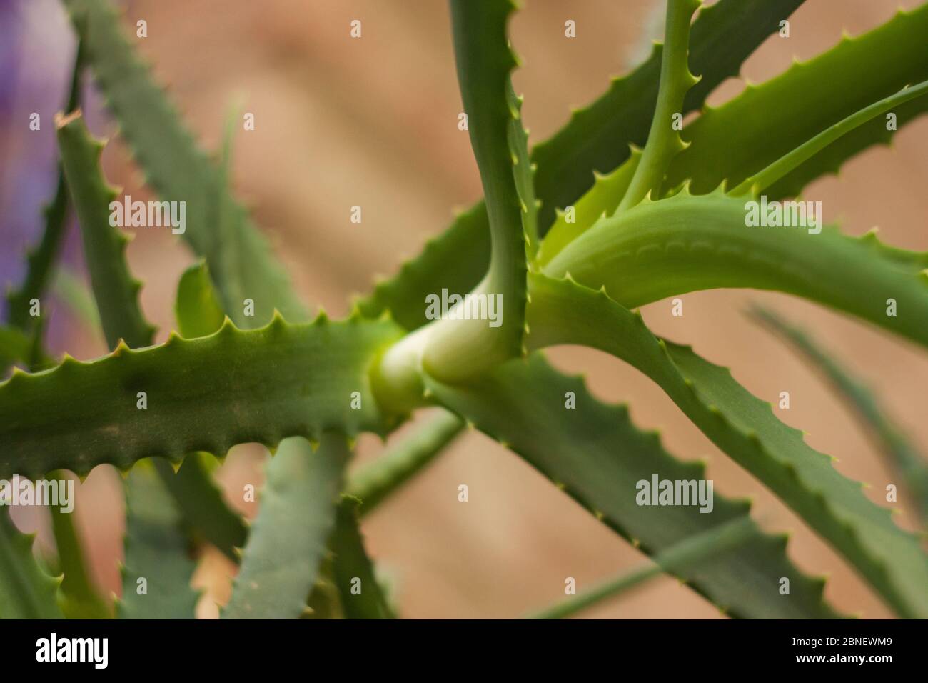 Detail of a leaf of the Aloe plant. An extraordinary plant and a thousand properties. Stock Photo