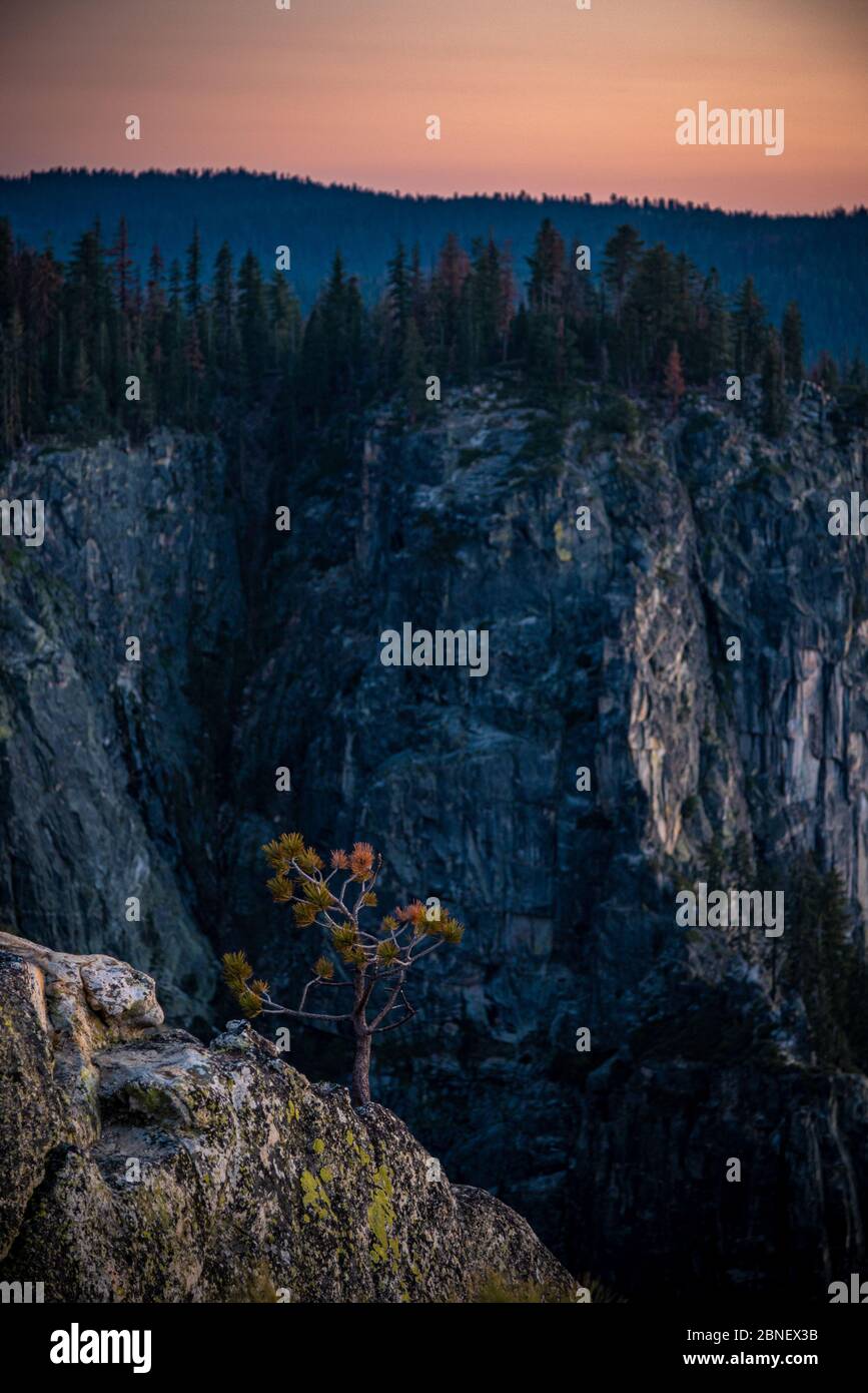 Lonely tree in rocks hi-res stock photography and images - Alamy
