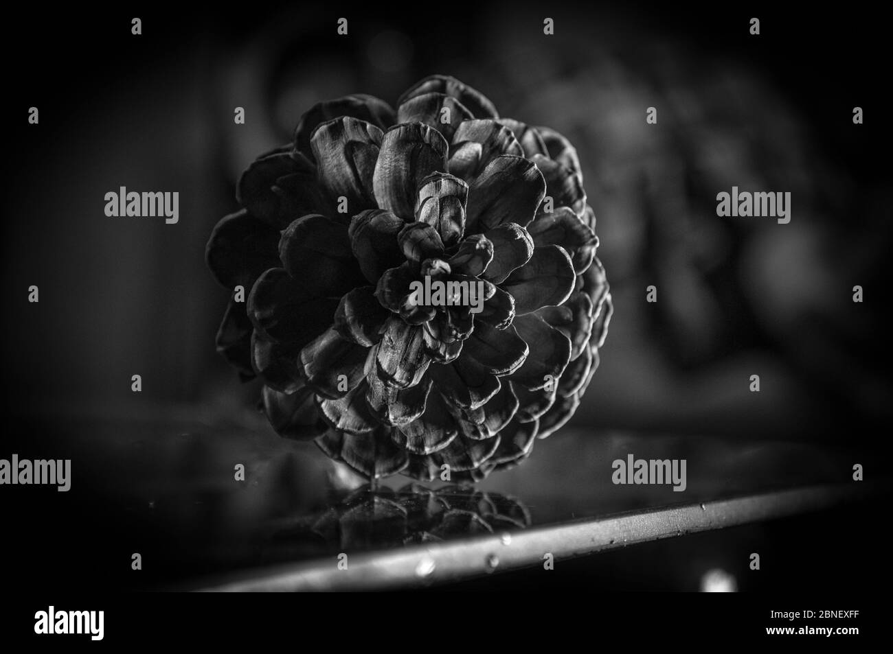 North american pine Black and White Stock Photos & Images - Alamy